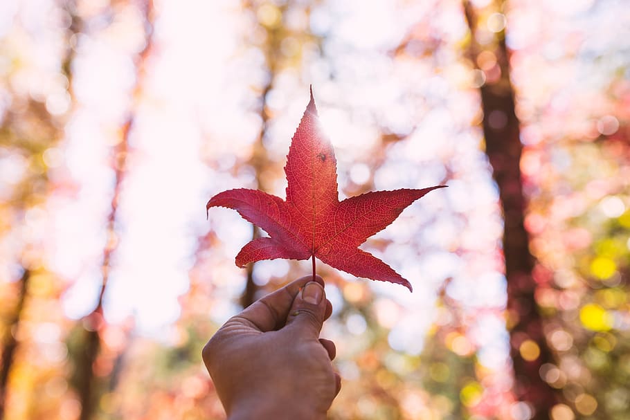 Spring maple red 1080P, 2K, 4K, 5K HD wallpapers free download