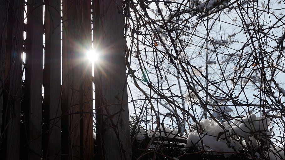 tree, branch, winter, light, sunlight, darkness, lighting, woody plant HD wallpaper