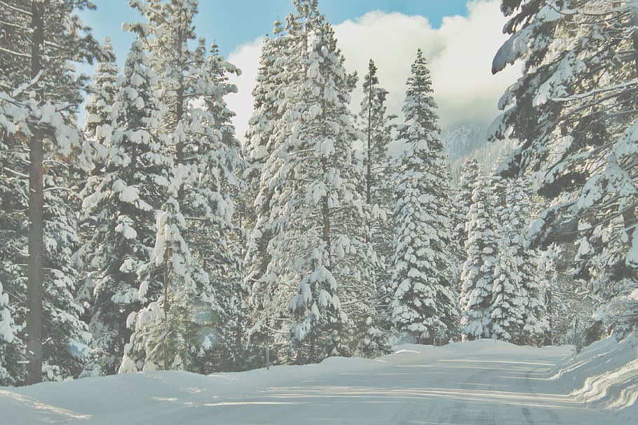 road, winter, mountains, forest, snow, trees, cold temperature HD wallpaper