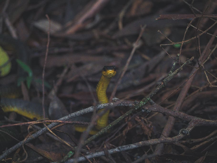shallow focus photo of yellow snake, animal, reptile, cobra, bird, HD wallpaper
