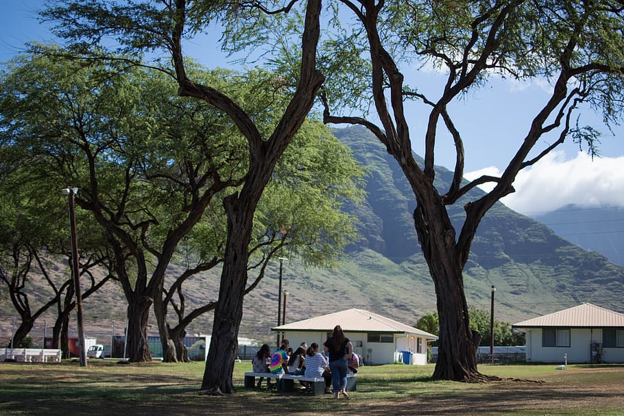 united states, honolulu, study, school, trees, bible study HD wallpaper