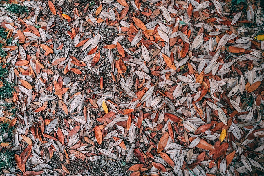 red and beige nuts, fish, animal, tree, plant, carp, koi, military HD wallpaper