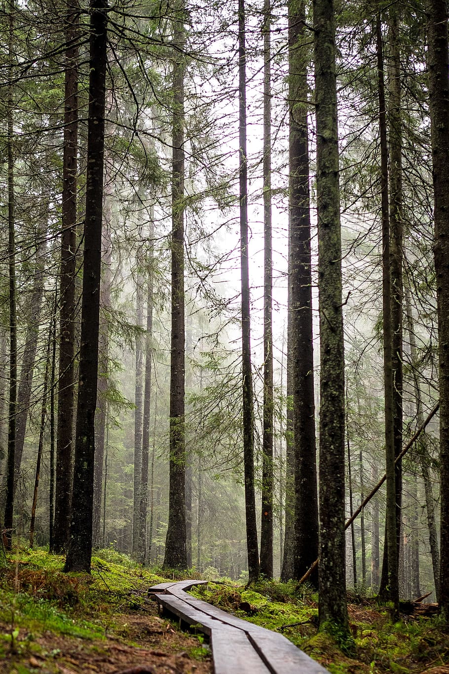path, route, pathway, nature, tree, wood, woods, bunch, jungle HD wallpaper