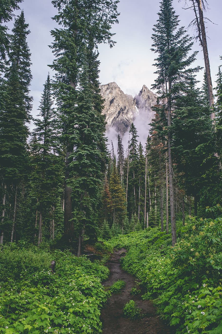 green pine tree field, stream, forest, mountain, cloud, plant HD wallpaper