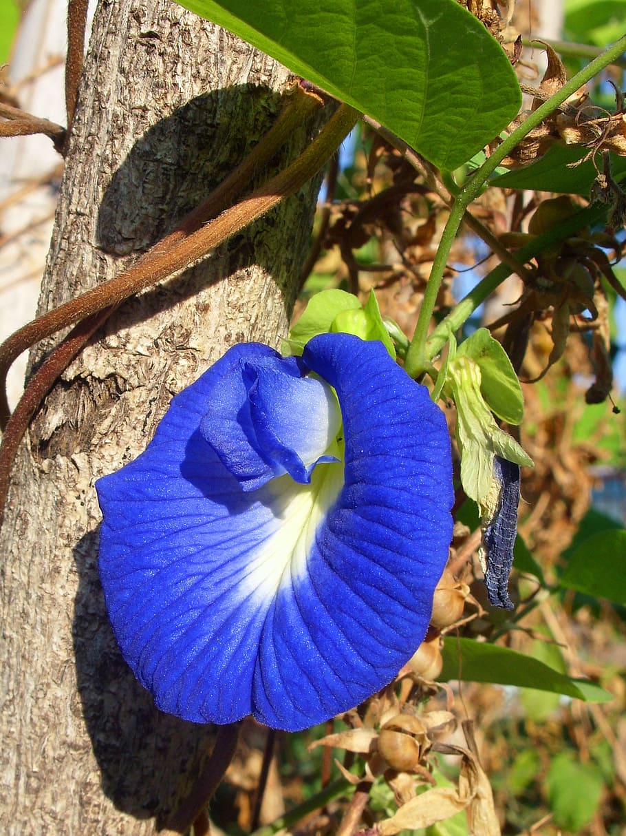 Butterfly Pea Flower - Clitorea ternatea in north Thailand, plant HD wallpaper