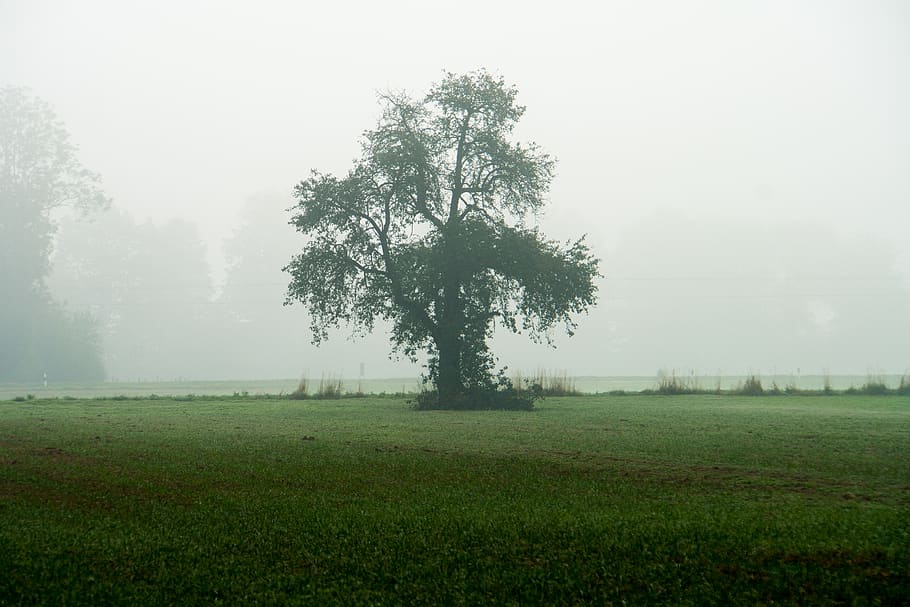 fog, autumn, tree, landscape, nature, mood, haze, mystical HD wallpaper