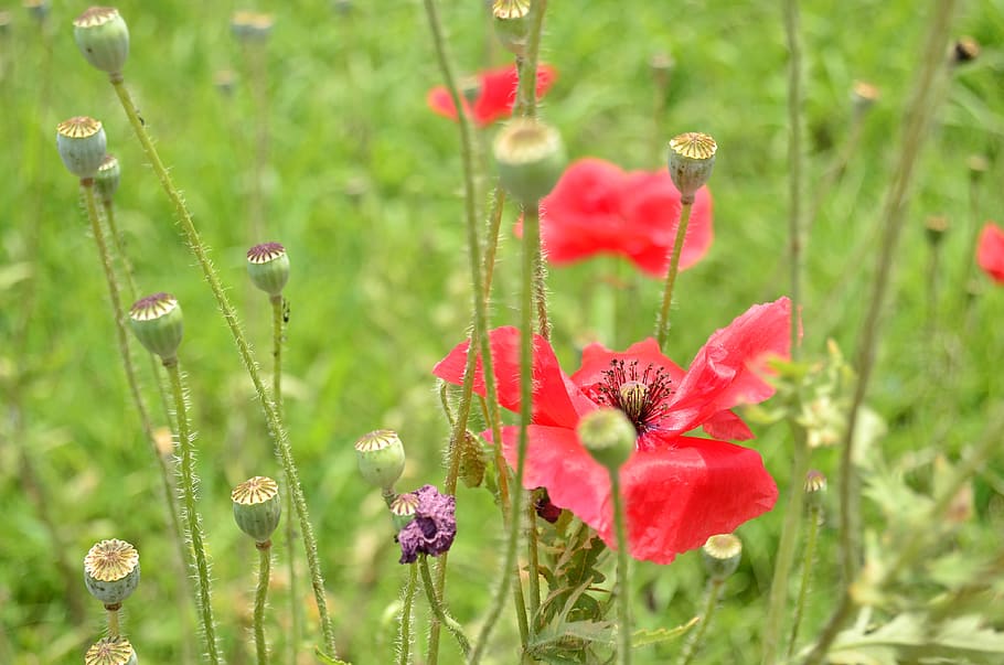 red, flowers, bloom, blossom, plant, nature, petals, summer, HD wallpaper