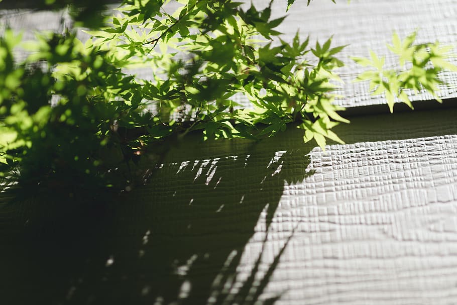 green leaves, plant, text, leaf, tree, jar, vase, pottery, vegetation HD wallpaper