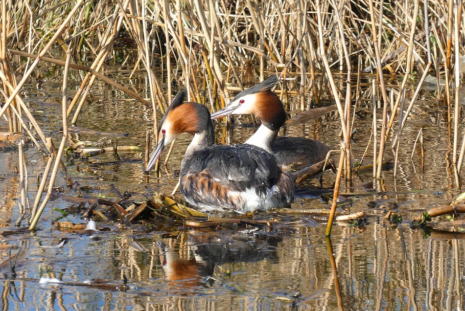 grebe, nest building, ditch, spring, branches, reed, birds HD wallpaper