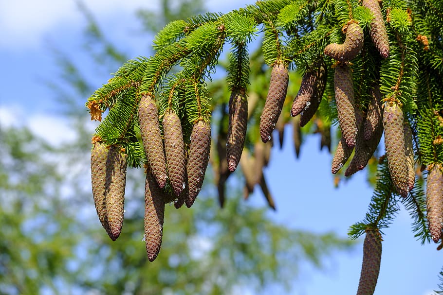 pine cones, spruce, tap, conifer, tree, forest, nature, plant HD wallpaper