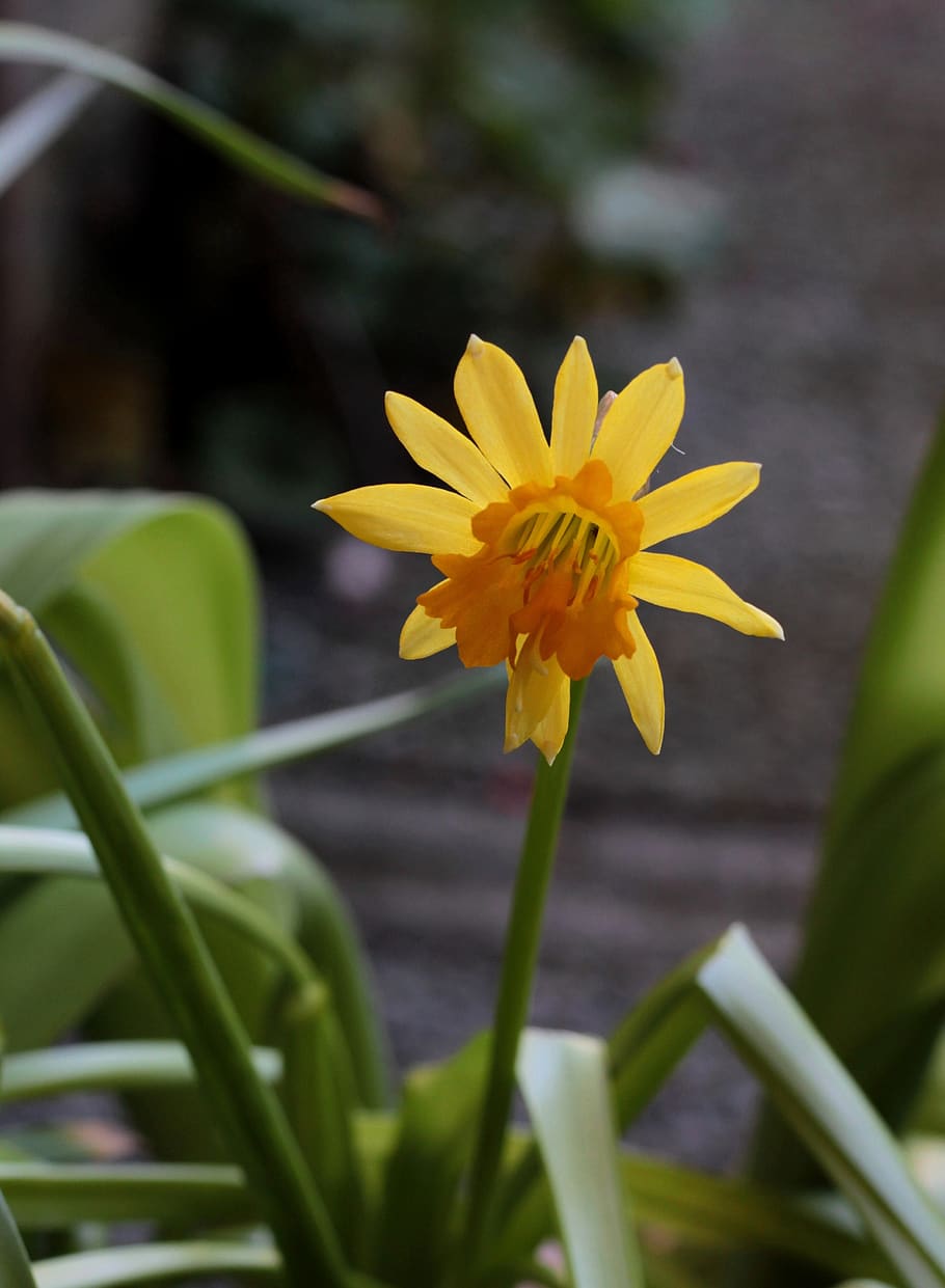 narcis, yellow, spring, flower, mutation, garden, petals, stamens HD wallpaper