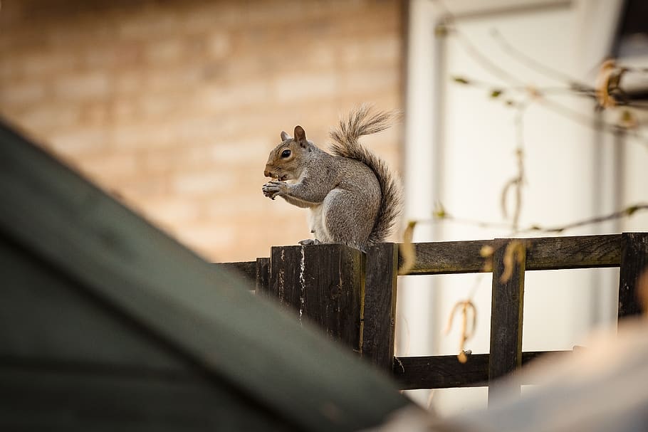 Brown Squirrel, animal, animal photography, chipmunk, focus, fur HD wallpaper