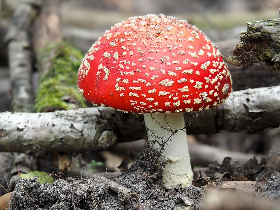 mushroom, red, forrest, fungus, food, fly agaric mushroom, close-up HD wallpaper