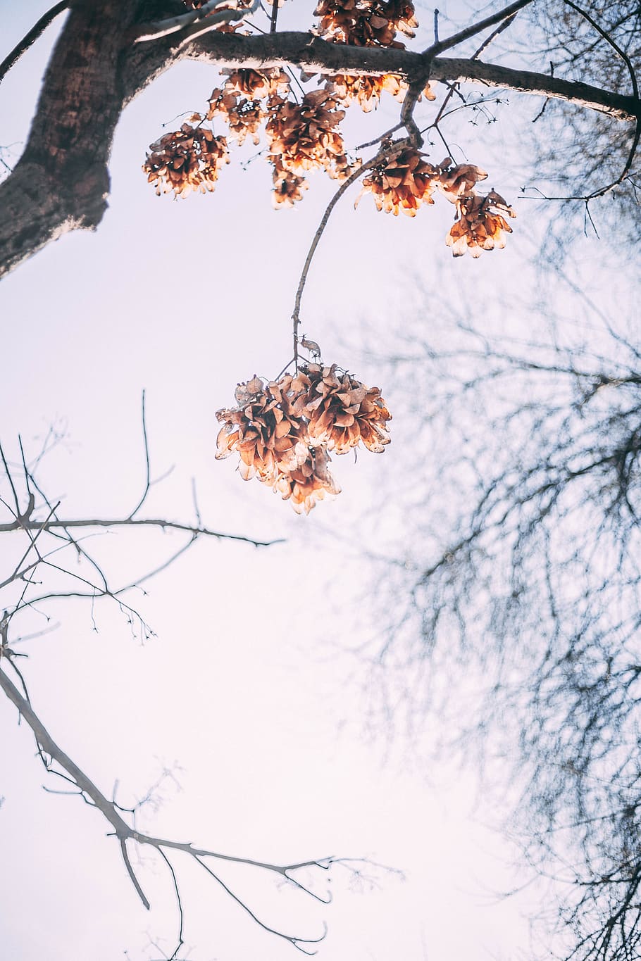 brown leaves during daytime, plant, tree, branch, nature, low angle view HD wallpaper