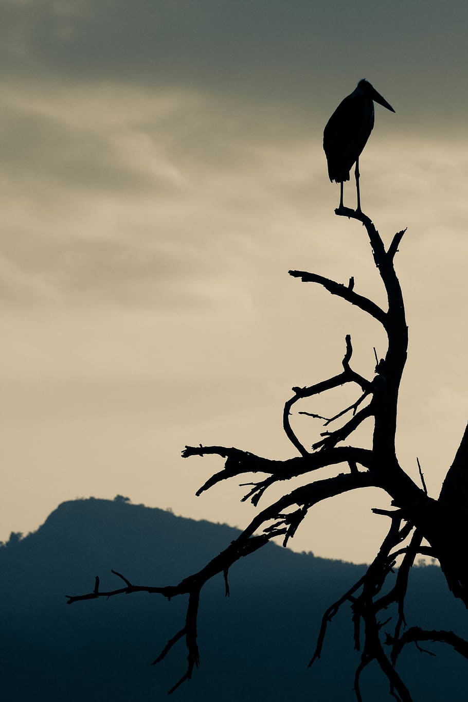 long bill bird on a tree, animal, silhouette, stork, crow, waterfowl HD wallpaper