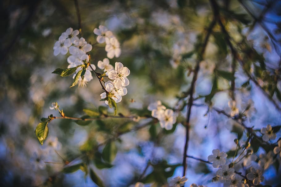 spring, sunset, nature, sky, tree, flowers, bloom, sunlight HD wallpaper
