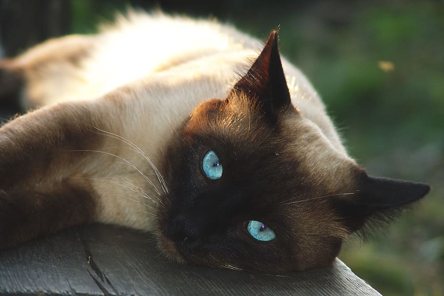 Siamese Cat, nature, cats, pet, pets, domestic cat, domestic animals HD wallpaper