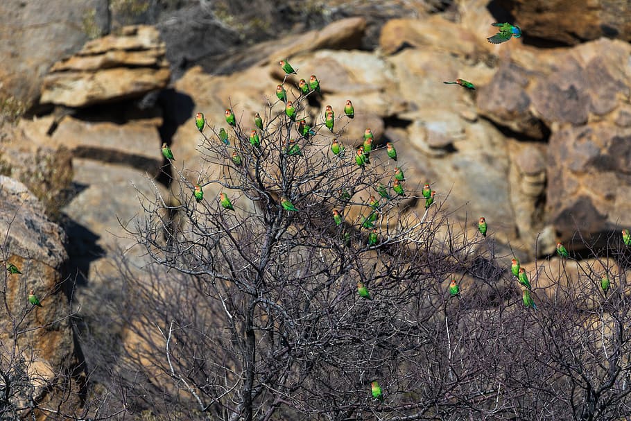 parrot, red-headed parakeet, namibia, bird, animal world, pink HD wallpaper
