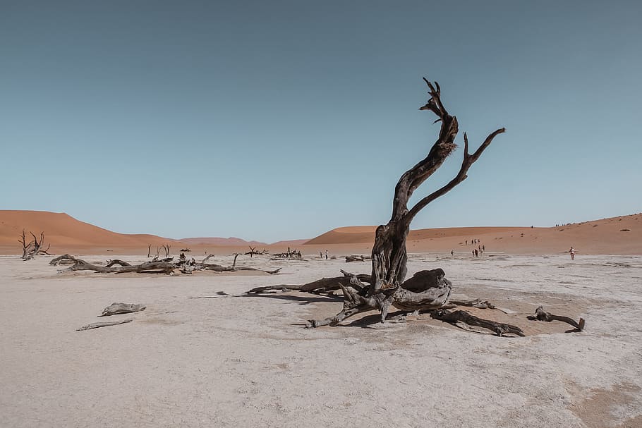 bare tree in the middle of desert, wander, dead tree, dry, travel HD wallpaper