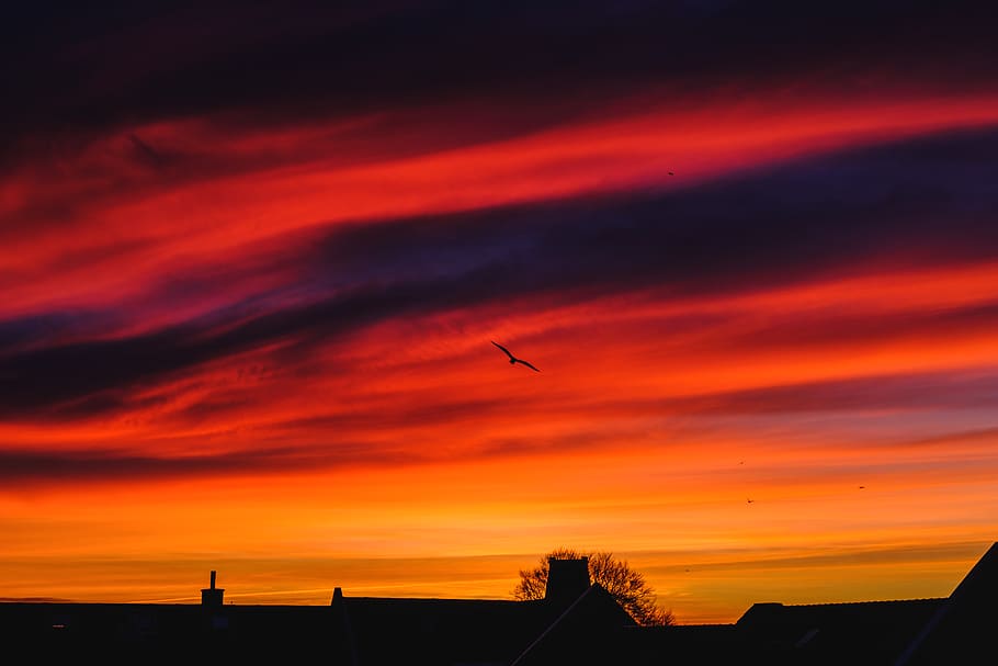 sky, rooftop, bird, colors, red, sunset, silhouette, cloud - sky HD wallpaper