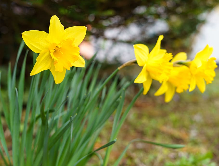 spring, flower, plant, easter, warm, summer, blossom, bloom HD wallpaper
