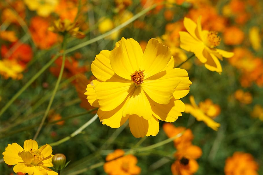 flower, flowers, cosmos, sulfide cosmos, nature, yellow, flowering plant, HD wallpaper