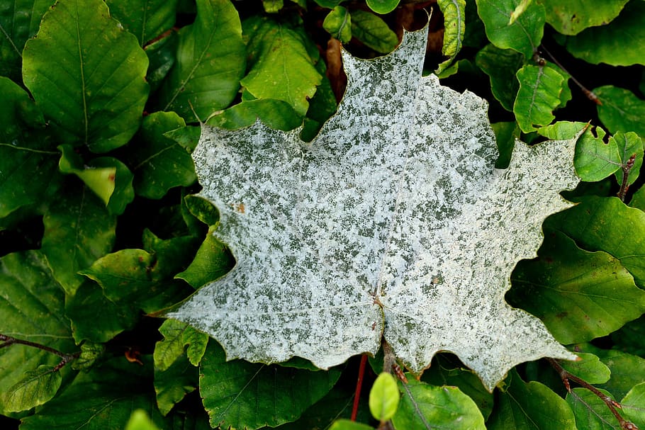white leaf on green plant, veins, clay, outdoors, nature, ice HD wallpaper