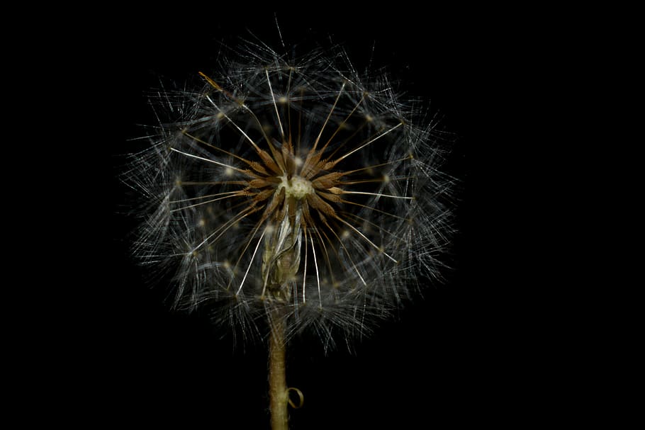 nature, macro, dandelion, fragility, flower, vulnerability HD wallpaper