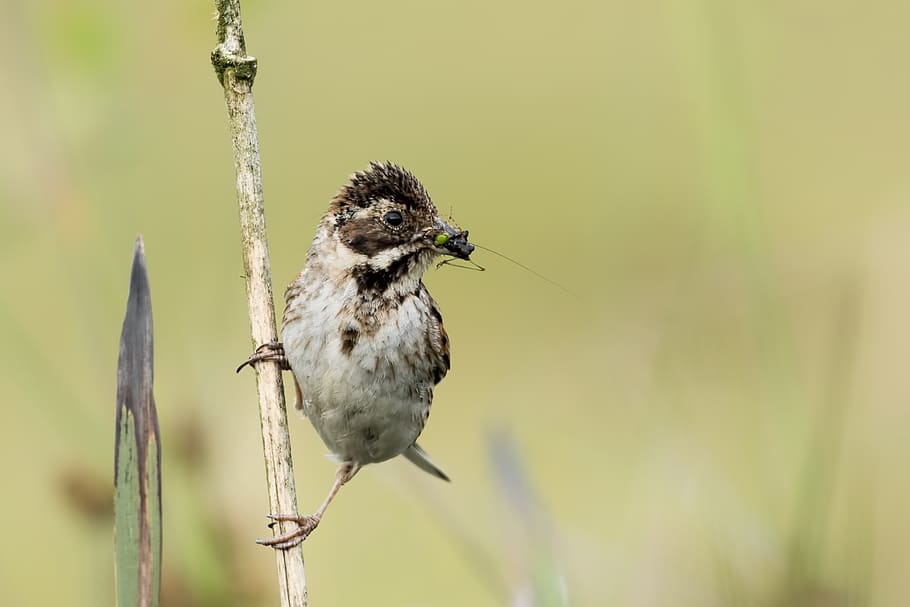 wildlife photography of bird catches a bug while perching on a twig, HD wallpaper