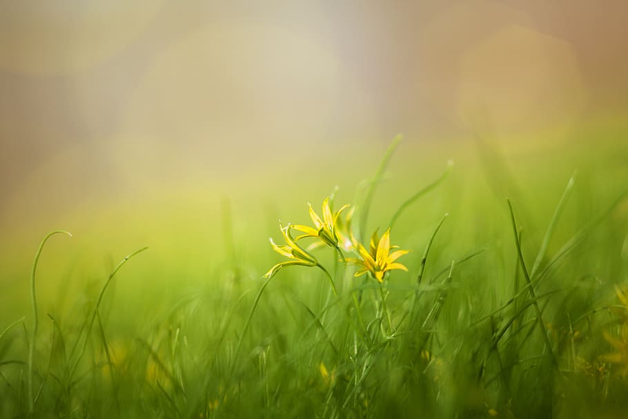 grass, field, nature, summer, spring, flowers, beauty, yellow HD wallpaper