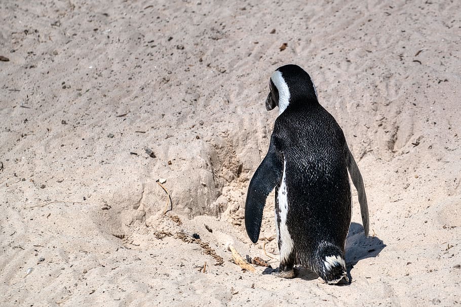 penguin walking on seashore, animal wildlife, bird, animals in the wild HD wallpaper