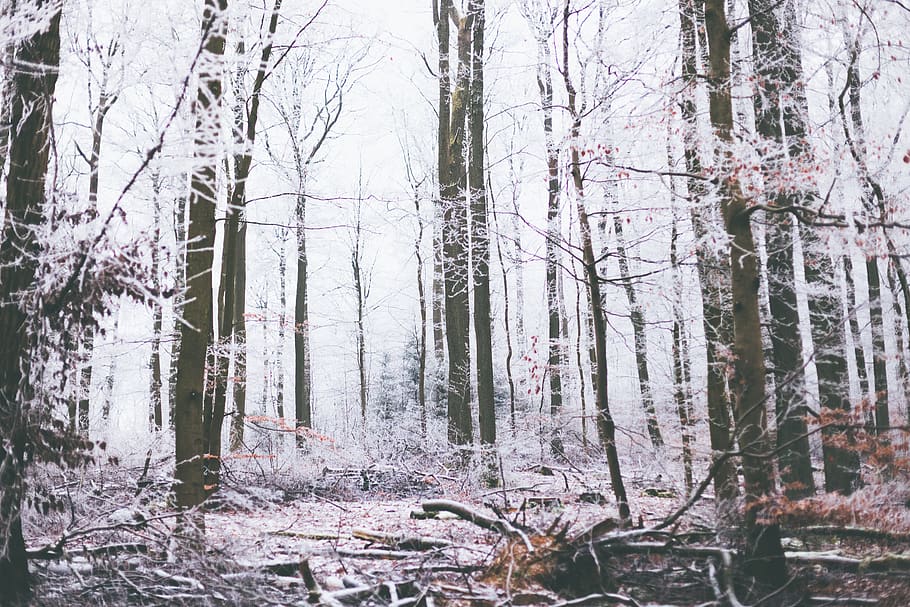 cold, ice, snow, trees, forest, winter, land, plant, tranquility HD wallpaper