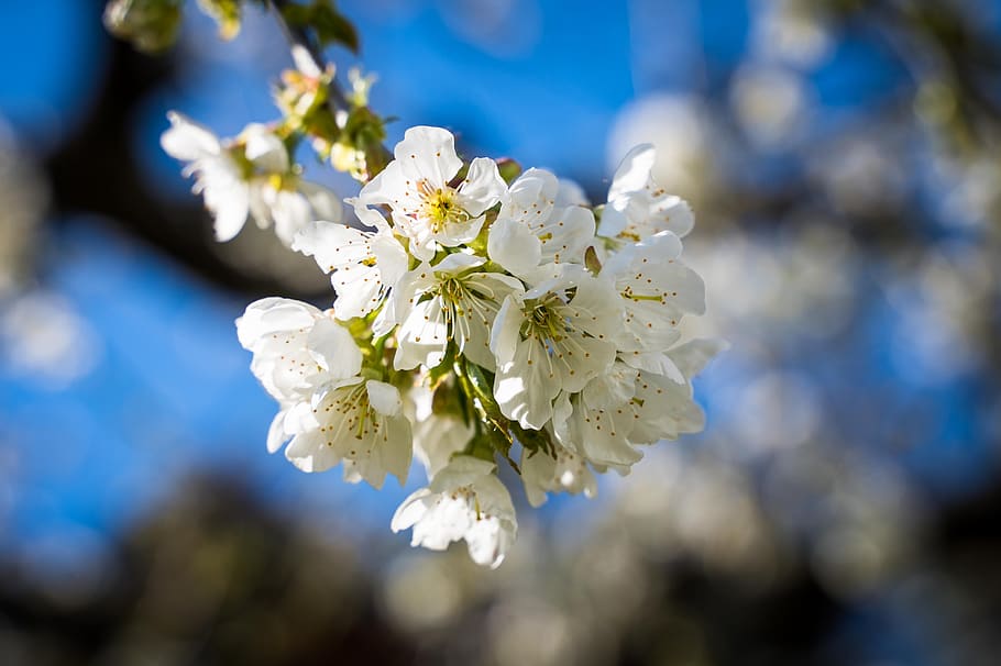 flowers, cherry blossoms, spring, bloom, white, blue sky, tree HD wallpaper