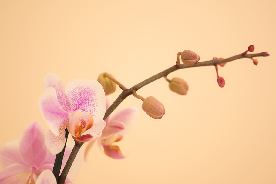 butterfly orchid, flower, flowering plant, pink color, beauty in nature HD wallpaper