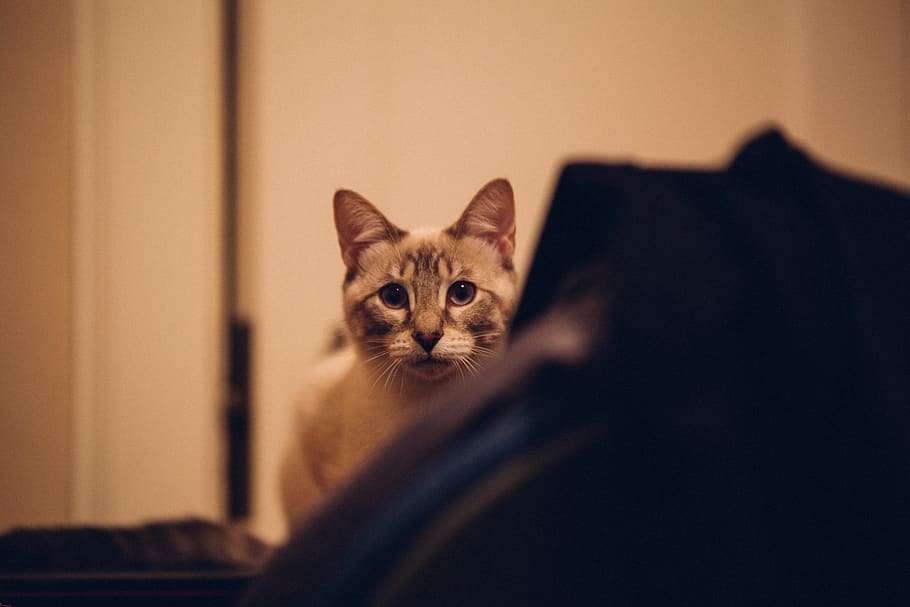 cat, pets, domestic, domestic animals, mammal, feline, one animal HD wallpaper