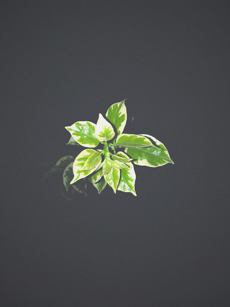 indonesia, palu, leaf, plant part, green color, studio shot HD wallpaper