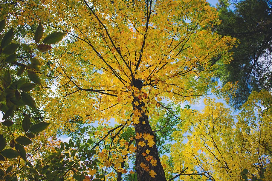 united states, medford, middlesex fells, tree, plant, autumn, HD wallpaper