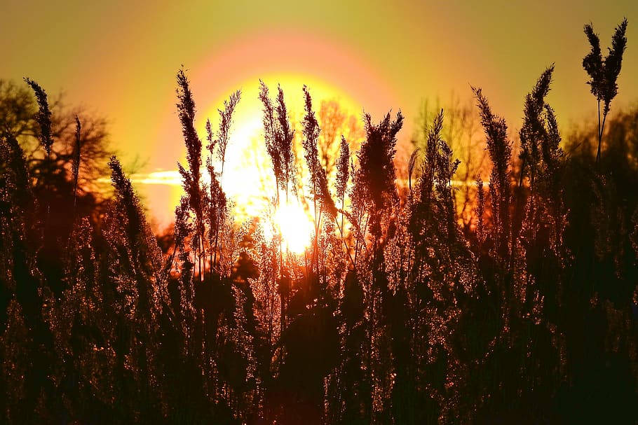 sunset, cane, figure, twilight, sky, mood, landscape, plant HD wallpaper
