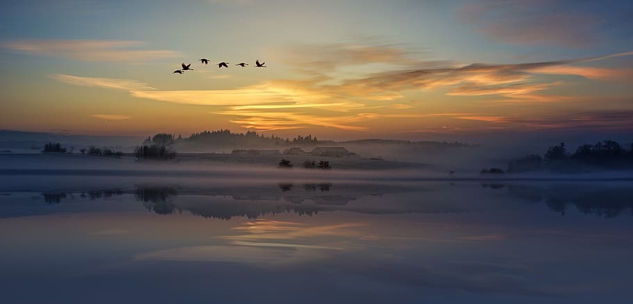 sunset, clouds, sky, view, birds, animal, flying, nature, flock of birds HD wallpaper