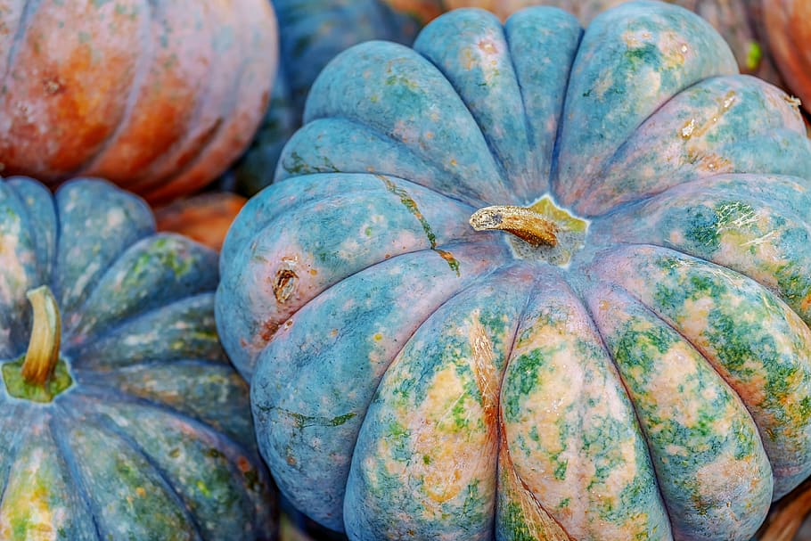 pumpkin, mini musk, small pumpkin, squash, vegetables, benefit from HD wallpaper