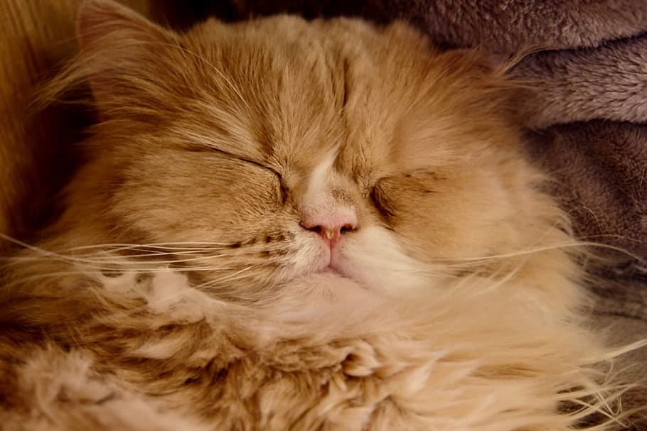 cat, sleeping, big, face, nose, lovely, domestic cat, mammal HD wallpaper