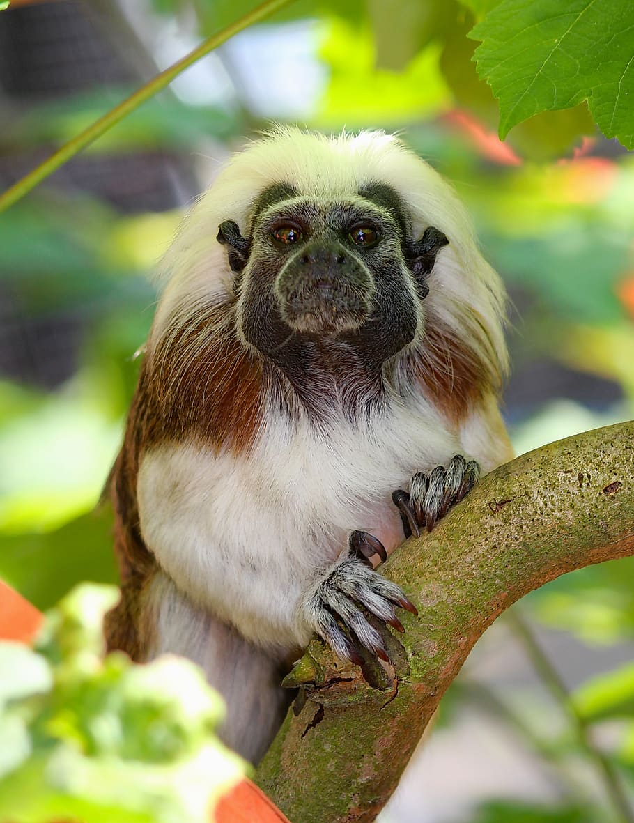 Macaque primate on tree, one animal, animal wildlife, animals in the wild HD wallpaper