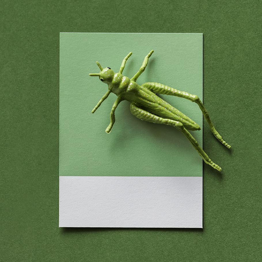abstract, background, bug, card, colorful, concept, creative HD wallpaper
