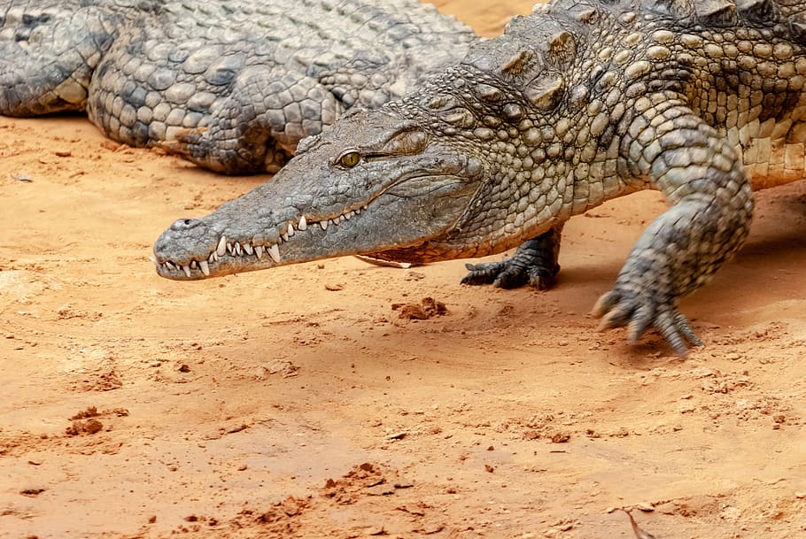 reptile, crocodile, predator, tooth, dangerous, teeth, head HD wallpaper