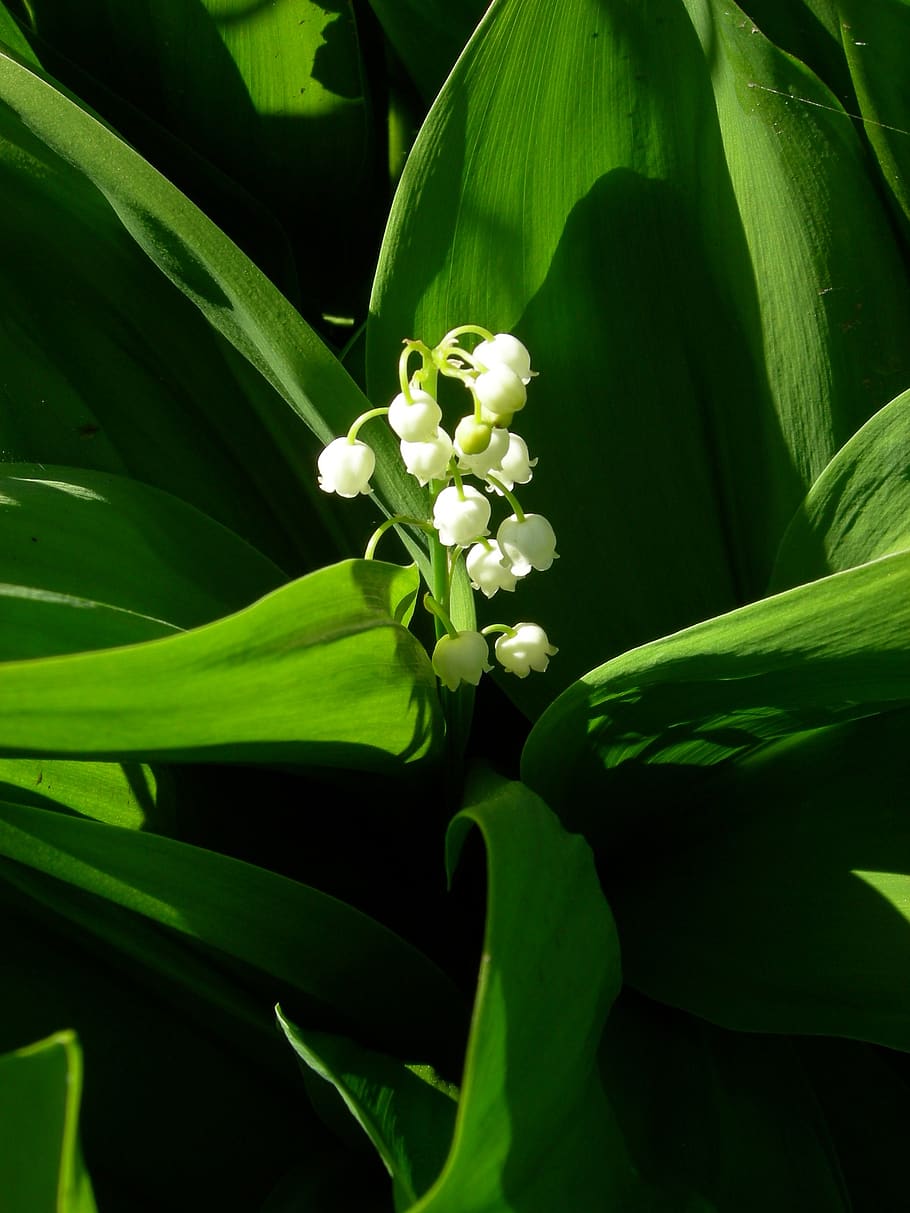 lily, valley, green, white, bloom, closeup, plant, flowering plant HD wallpaper