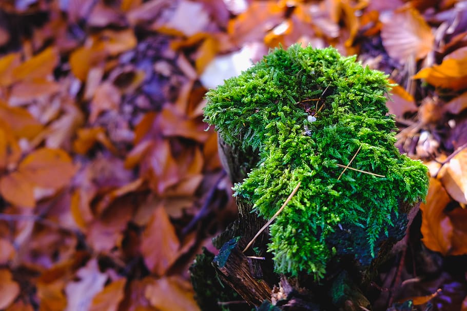 moss, green, nature, forest, leaves, autumn, leaf, plant part HD wallpaper