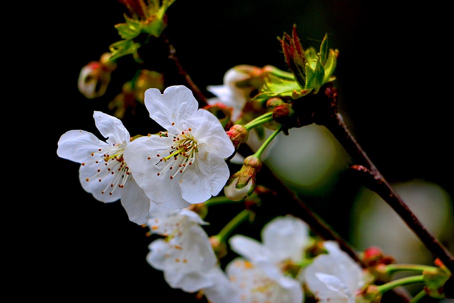 flower, cherry, spring, tree, flourish, flowering plant, freshness HD wallpaper