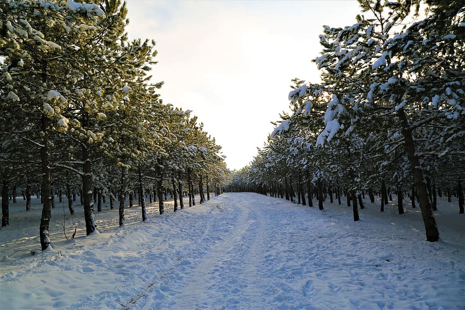 Photo of Pathway Surrounded by Trees, branches, cold, coniferous trees HD wallpaper