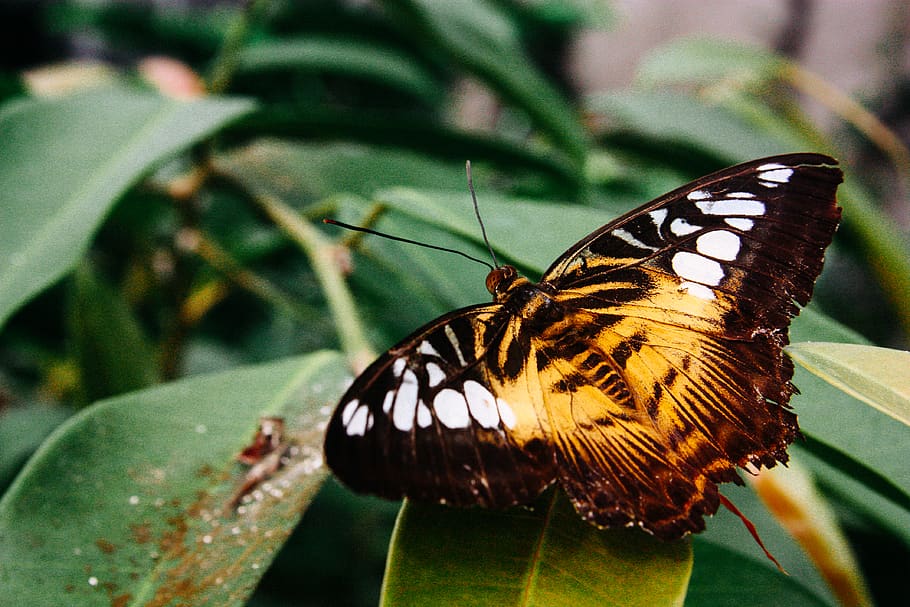 turkey, fatih, i̇stanbul, insect, invertebrate, animal wing HD wallpaper