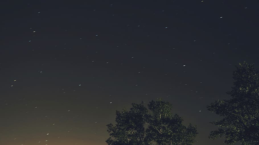 tree, plant, star - space, night, low angle view, astronomy HD wallpaper